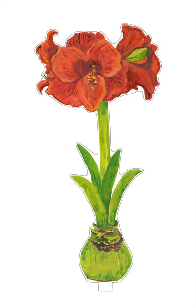 Red Orange Amaryllis Flower Large
