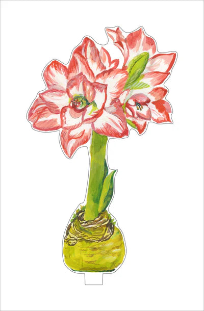 Blossom Peacock Amaryllis Large