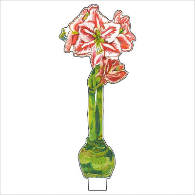 Red Star Amaryllis Flower