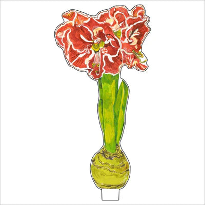 Small Ruffle Amaryllis Flower
